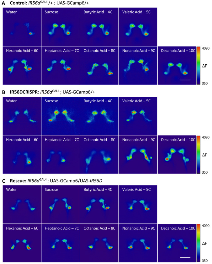 Figure 5—figure supplement 1.