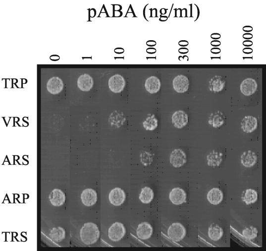 FIG. 2.