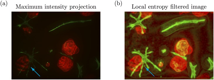 Fig 6