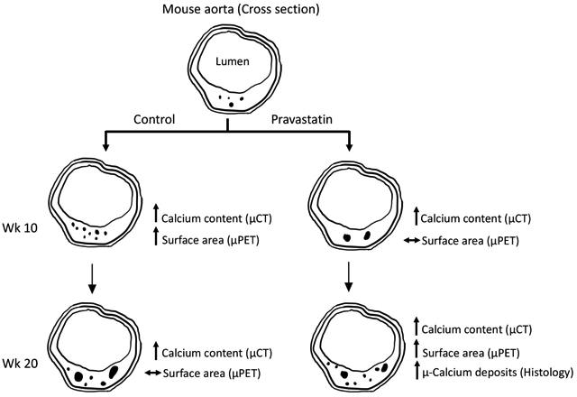 graphic file with name nihms-1661265-f0001.jpg