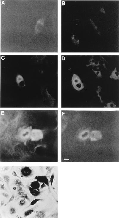 FIG. 6