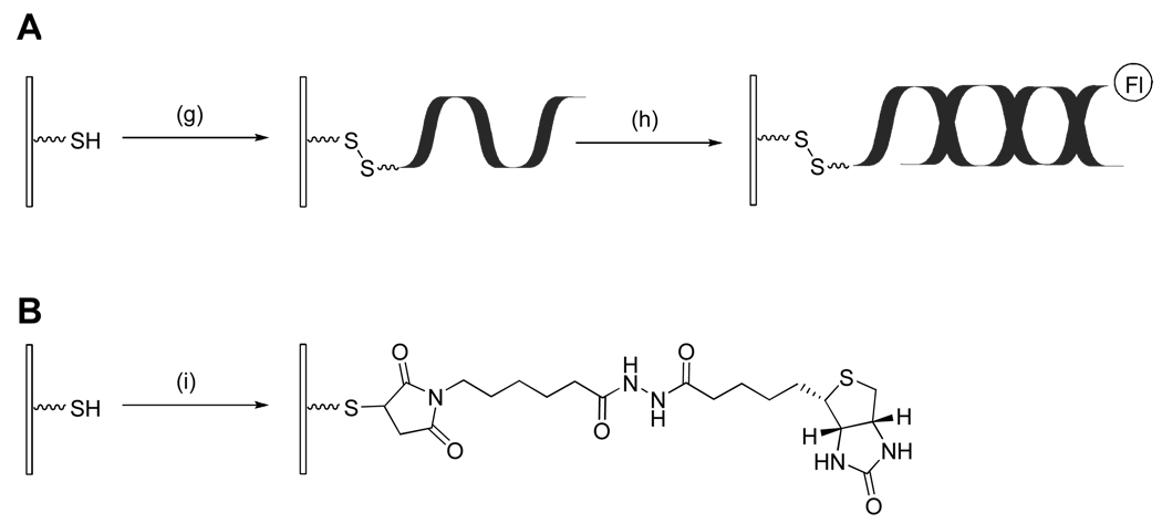 Scheme 3