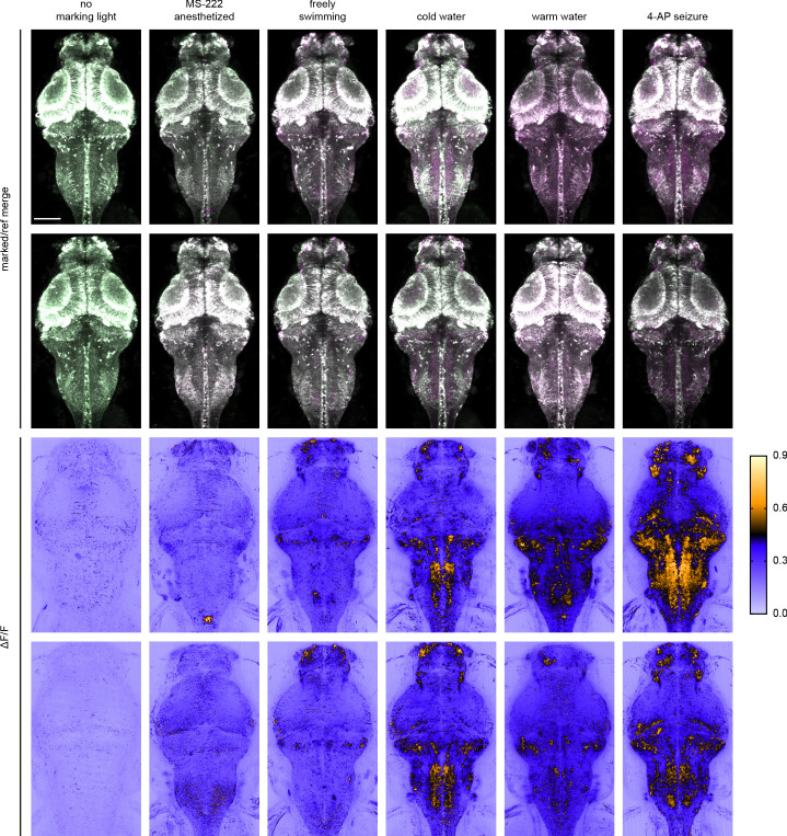 Figure 3—figure supplement 1.