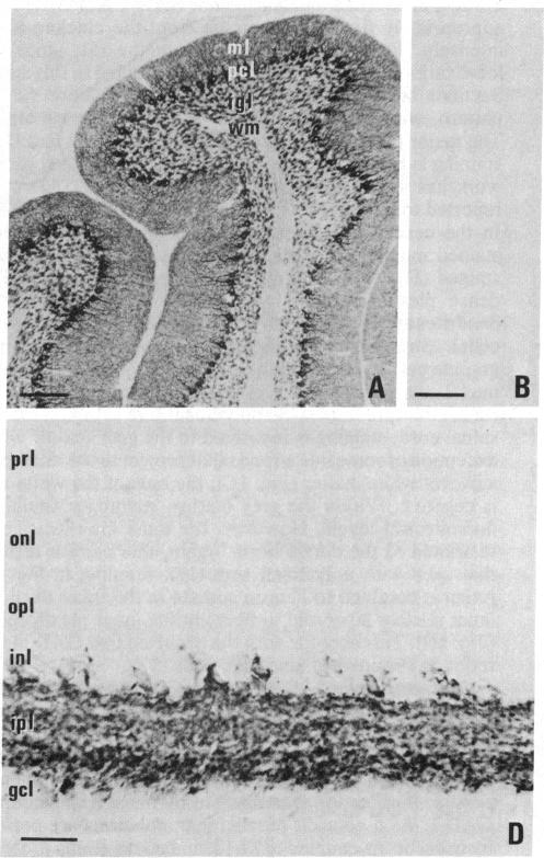 graphic file with name pnas00326-0383-a.jpg