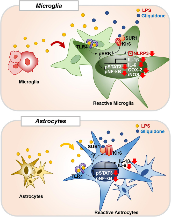 FIGURE 11