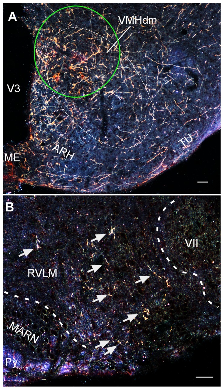 FIGURE 3