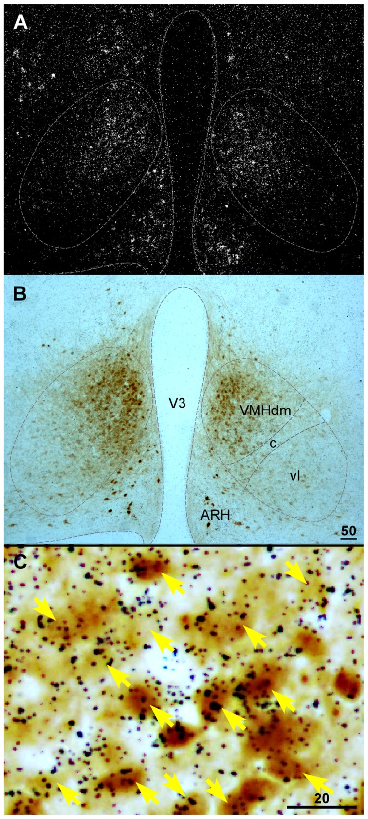 FIGURE 2