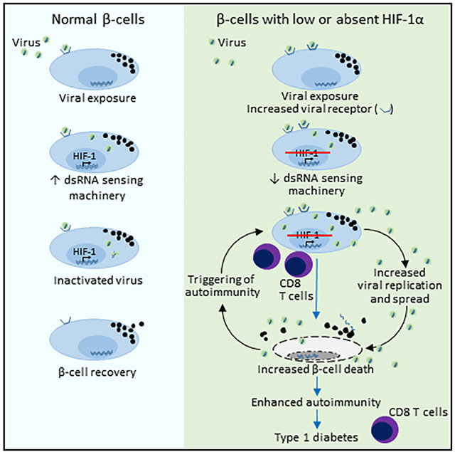 graphic file with name nihms-1037076-f0007.jpg