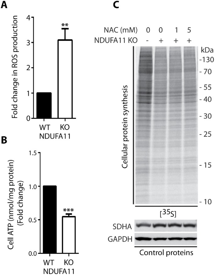 FIGURE 7: