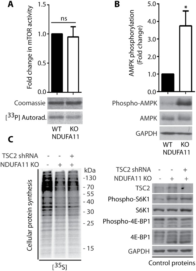 FIGURE 9: