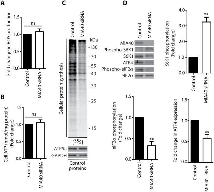 FIGURE 6: