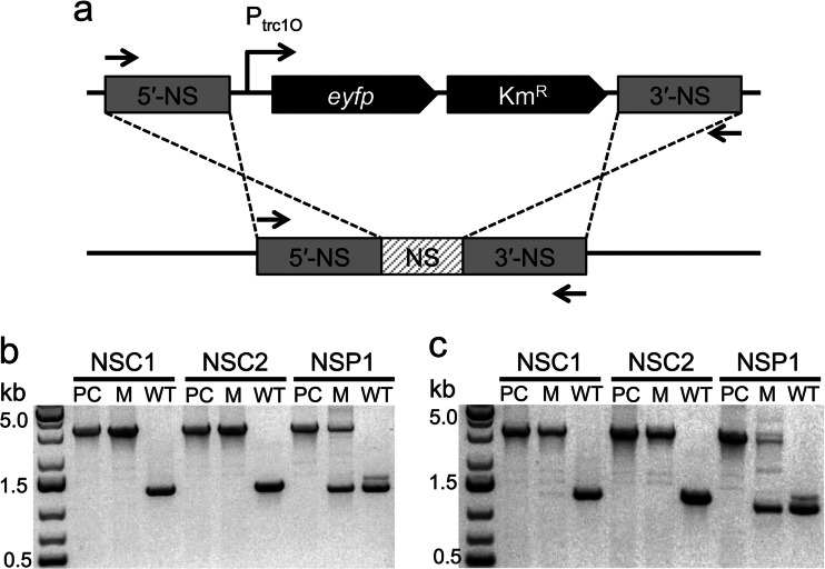 FIG 1