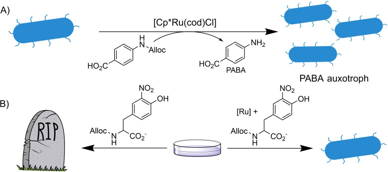 Scheme 16