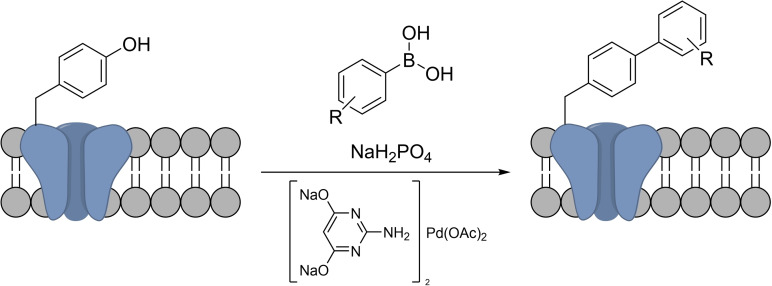 Scheme 23