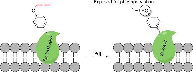 Scheme 21