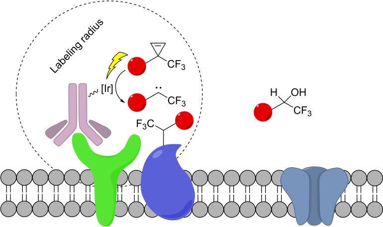 Scheme 26