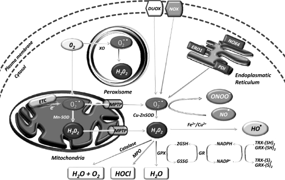 FIG. 2.