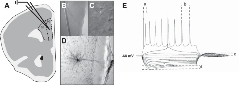 Fig. 1.