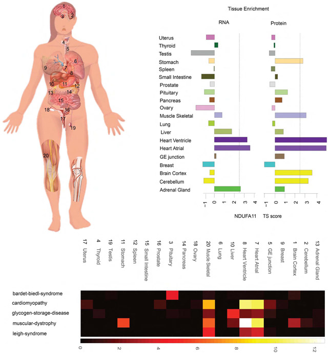 graphic file with name nihms-1624446-f0001.jpg