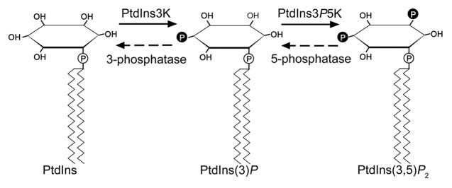 graphic file with name psb-7-165-g1.jpg