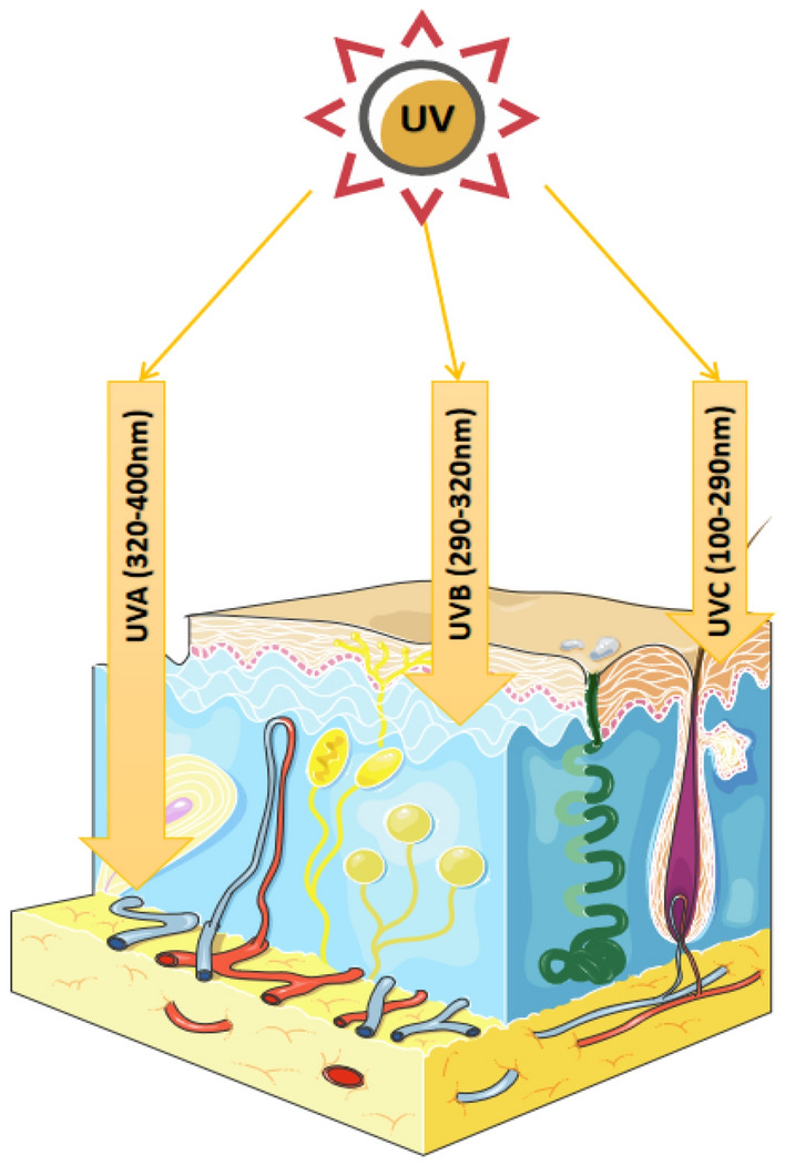 Fig. 1