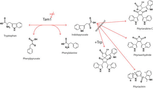 FIGURE 4