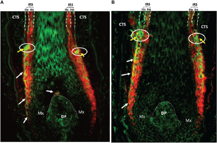 Figure 2