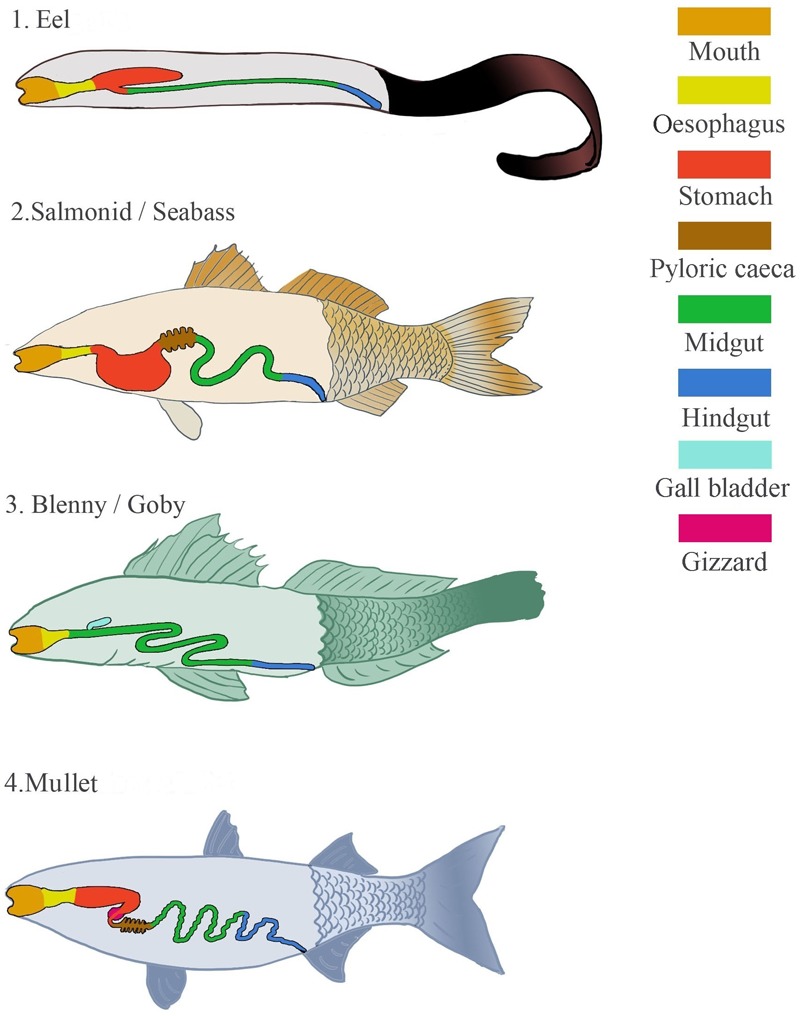 FIGURE 1