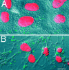 Fig. 13.