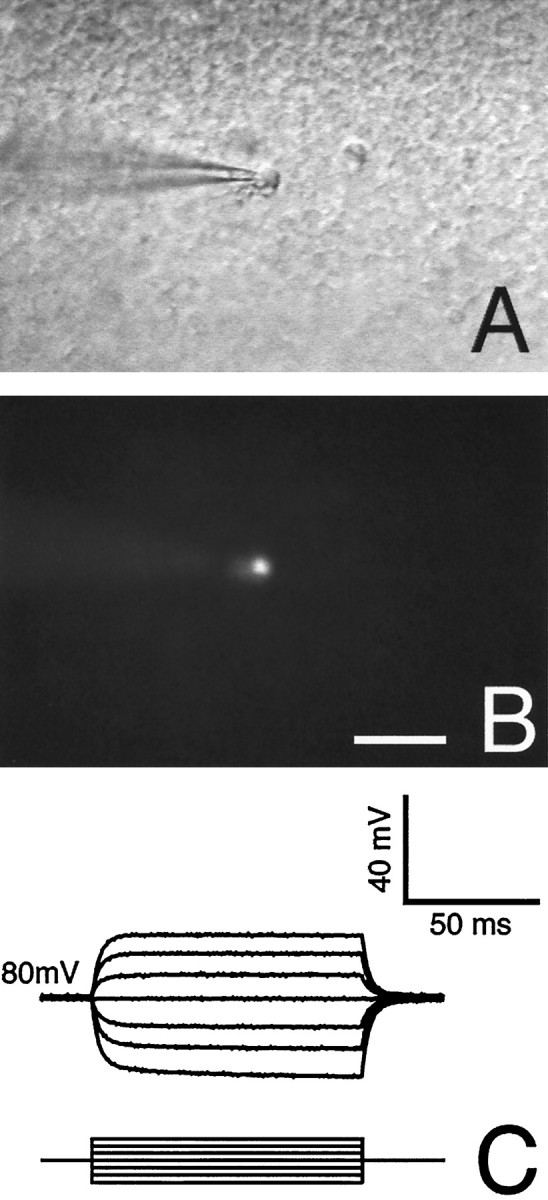 Fig. 3.