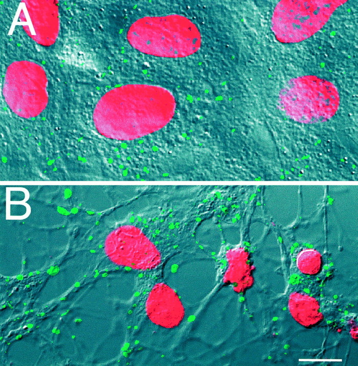 Fig. 13.