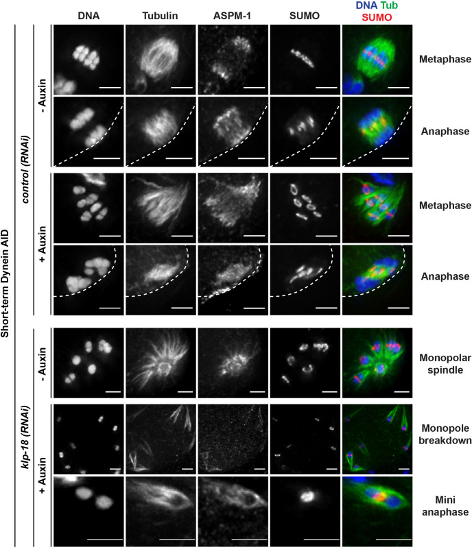 Figure 5—figure supplement 1.