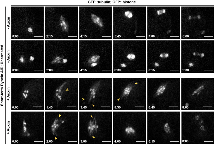 Figure 2—figure supplement 3.