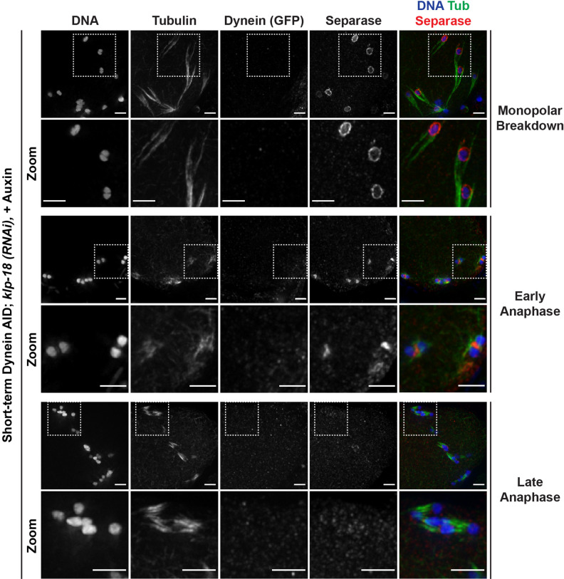 Figure 5—figure supplement 2.