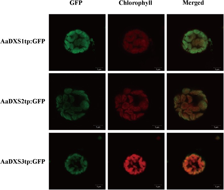 FIGURE 3