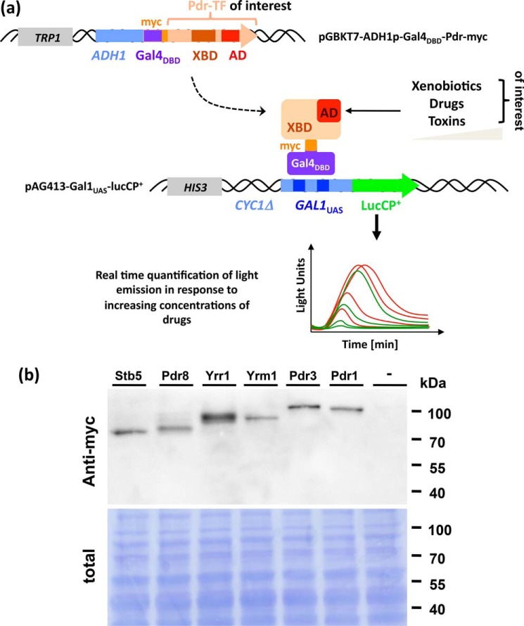 Figure 4.