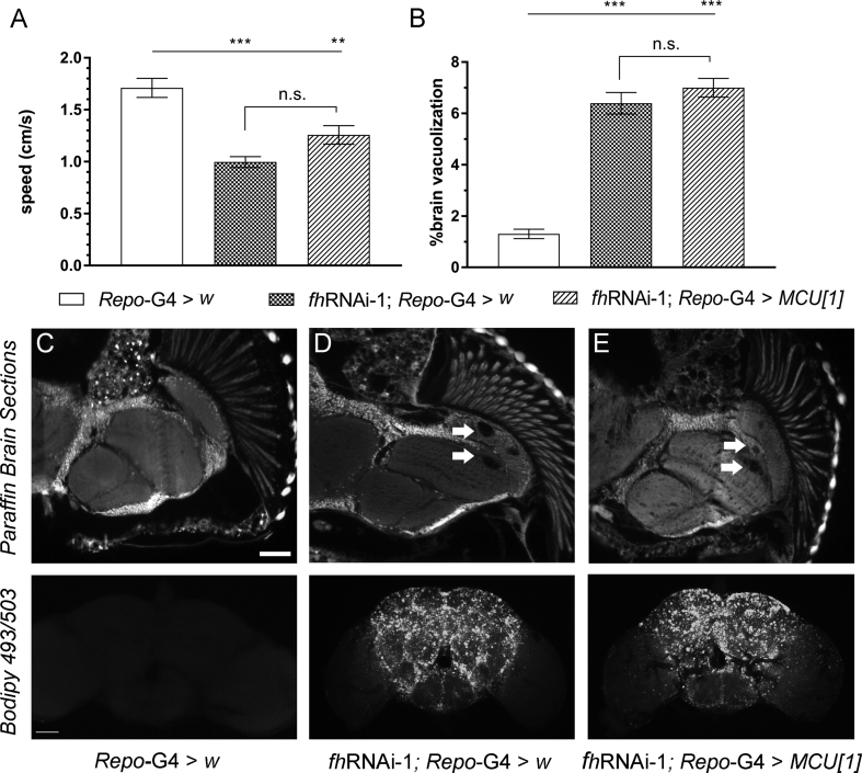 Fig. S4