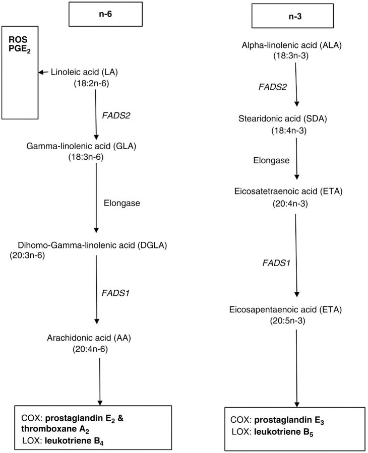 Figure 4. The PUFA metabolic pathways and other biological routes to carcinogenesis. Schematic diagram showing downstream metabolism of essential fatty acids LA and ALA into proinflammatory and anti-inflammatory eicosanoids and free radicals, such as ROS. LOX, lipoxygenase; COX, cyclooxygenases (COX-1 and COX-2); PGE, prostaglandin E; ROS, reactive oxygen species; FADS2, fatty acid desaturase 2; FADS1, fatty acid desaturase 1.