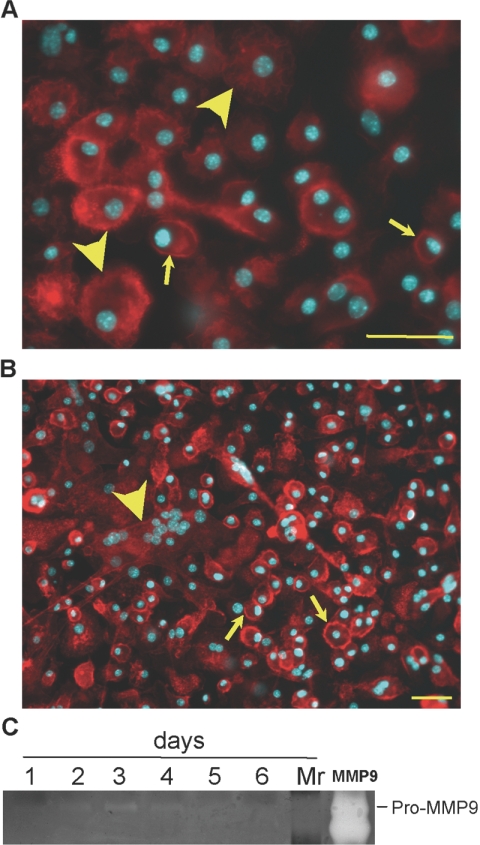 Fig. 8.