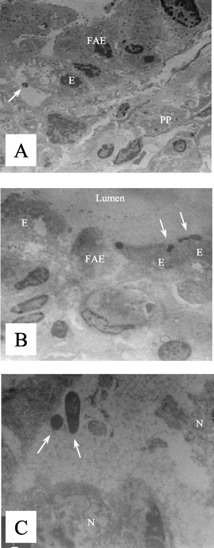 FIG. 3.