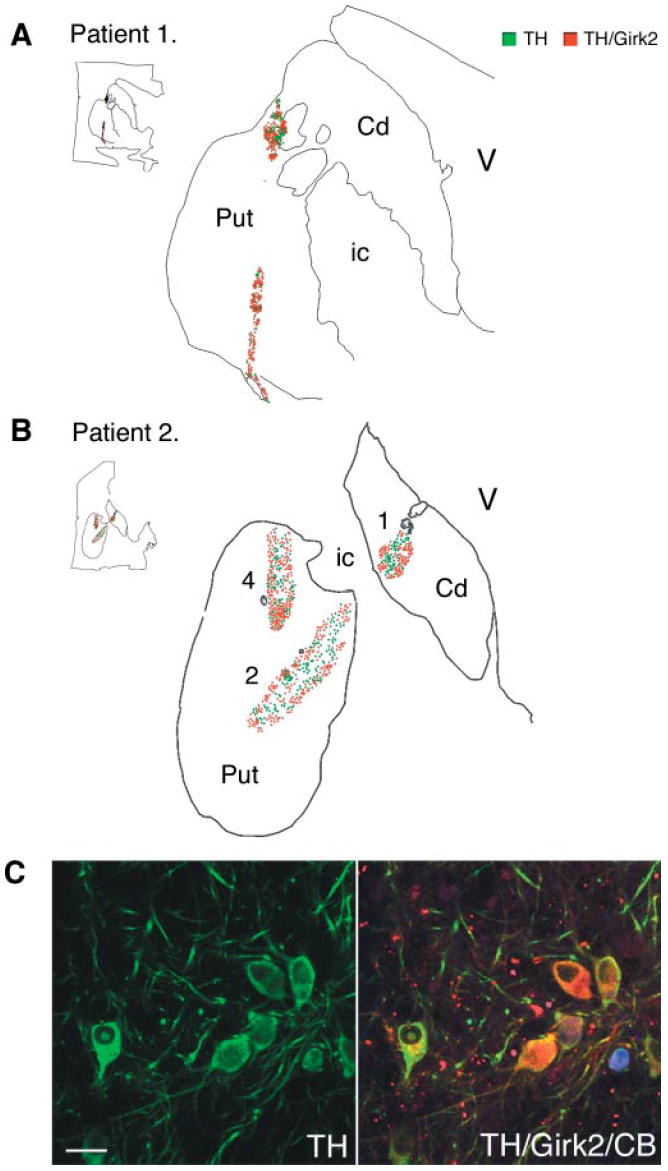 Fig. 6