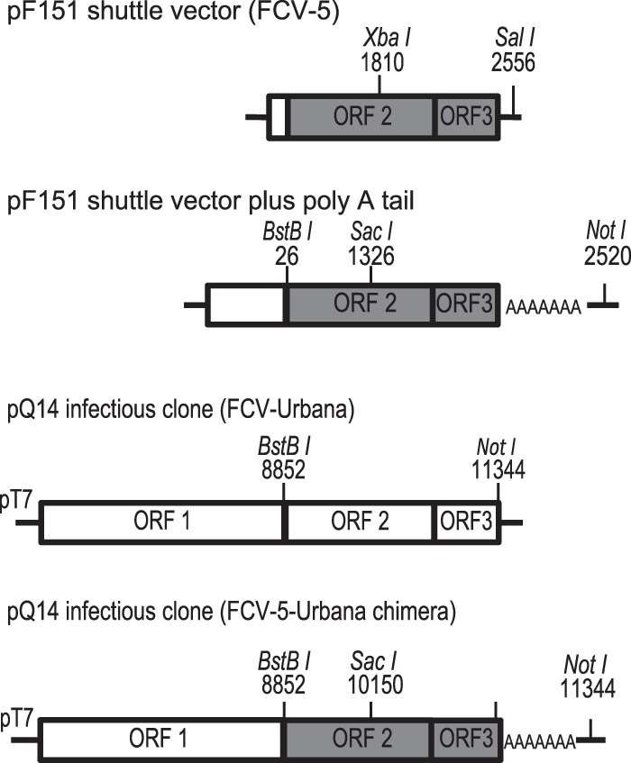 FIG 1