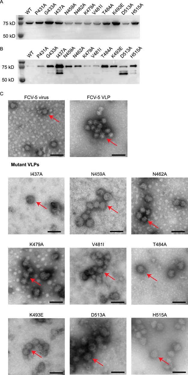 FIG 5