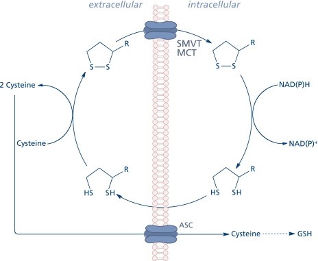 Fig. 2