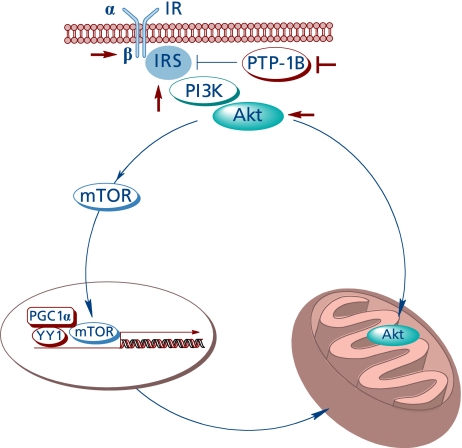 Fig. 4