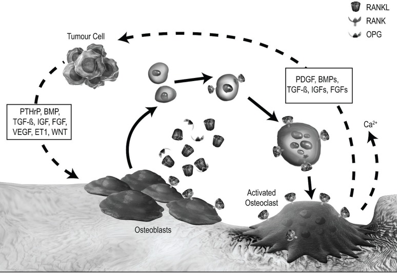 FIGURE 2