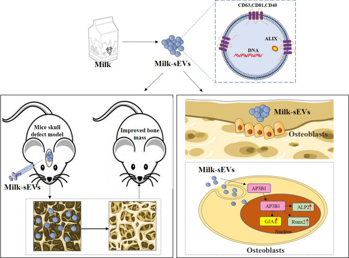 graphic file with name 12951_2022_1580_Figa_HTML.jpg