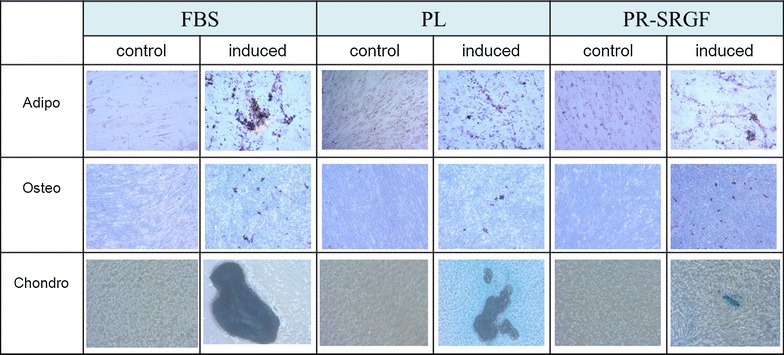 Fig. 3