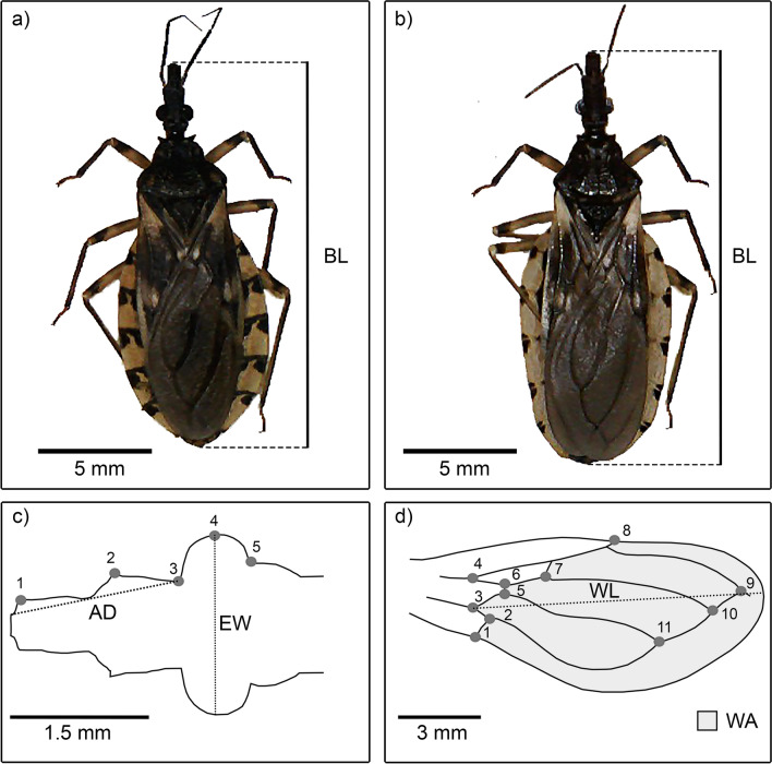 Fig. 2
