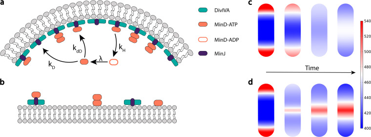 FIG 3